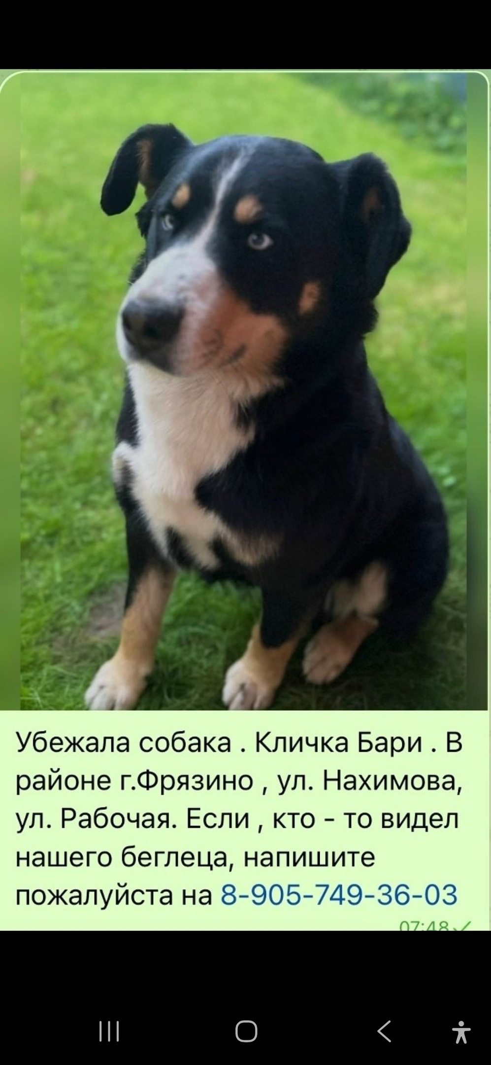 Пропала собака в Королёве — фото объявления