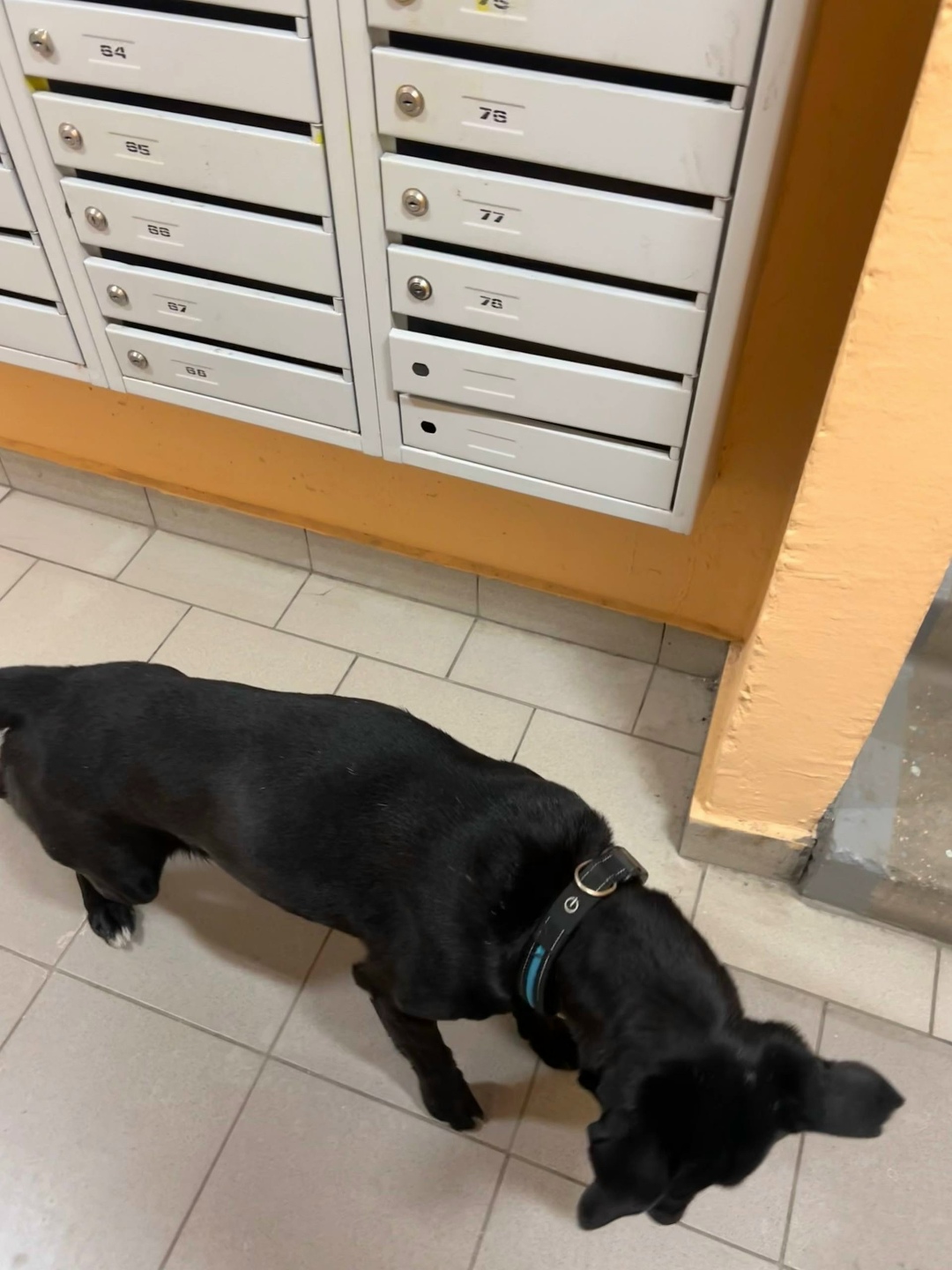 Пропала собака в Королёве — фото объявления