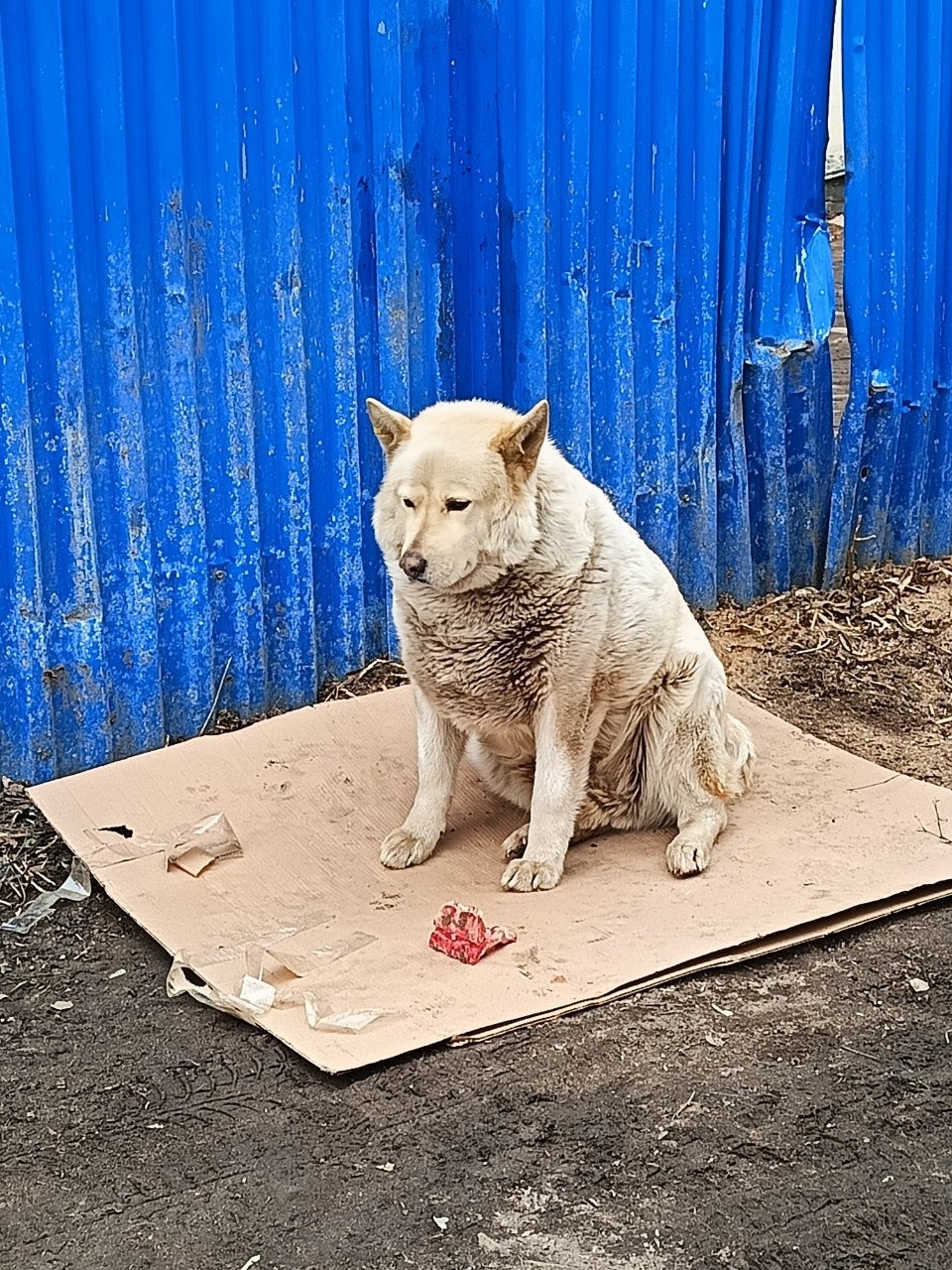 Пропала собака в Королёве — фото объявления