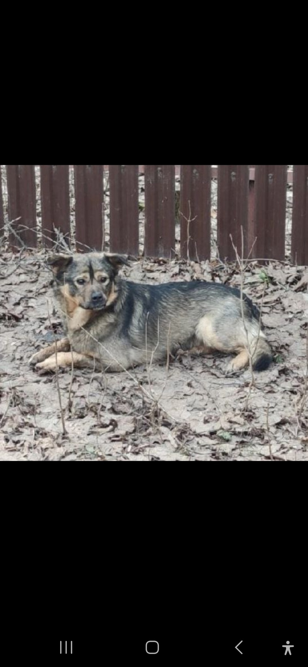 Пропала собака в Королёве — фото объявления