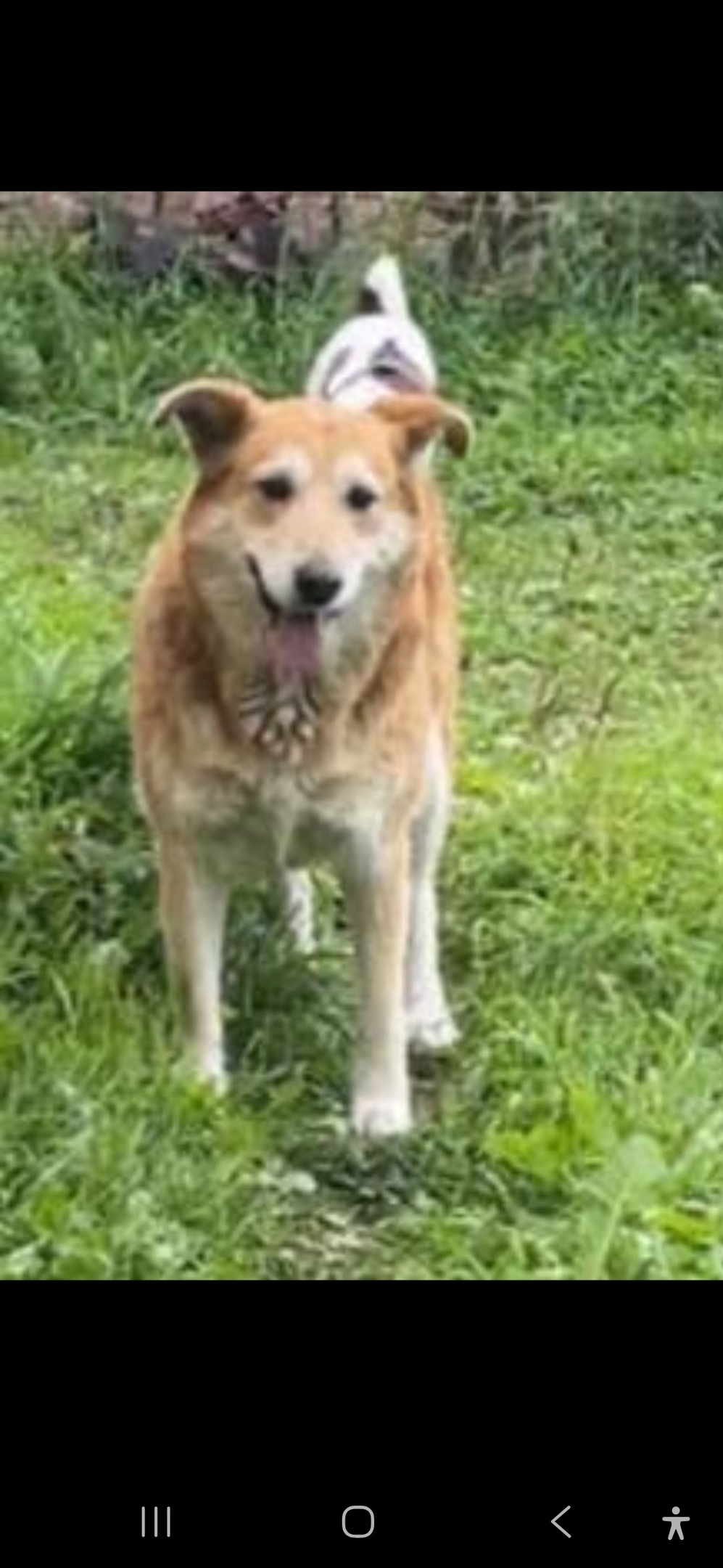 Пропала собака в Королёве — фото объявления