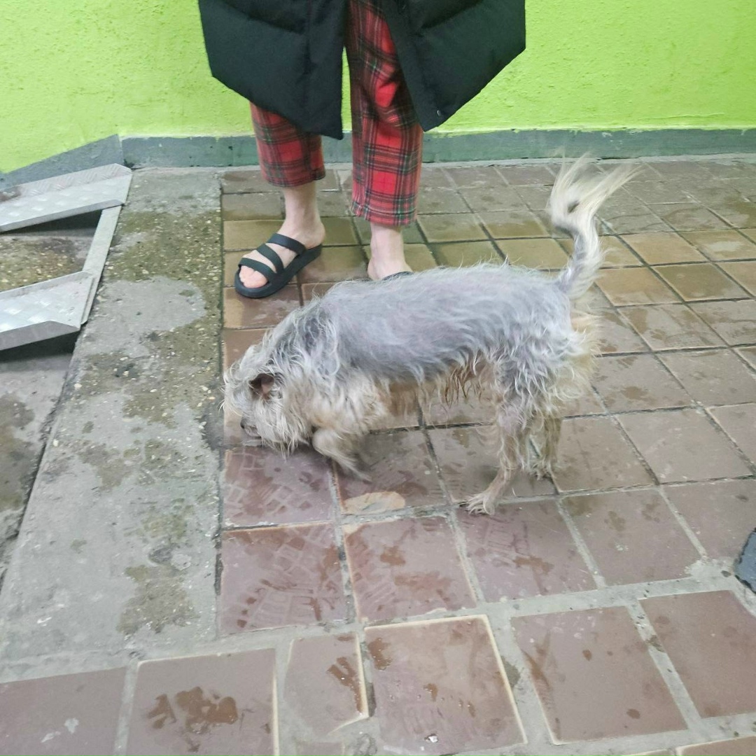 Найдена собака в Королёве — фото объявления