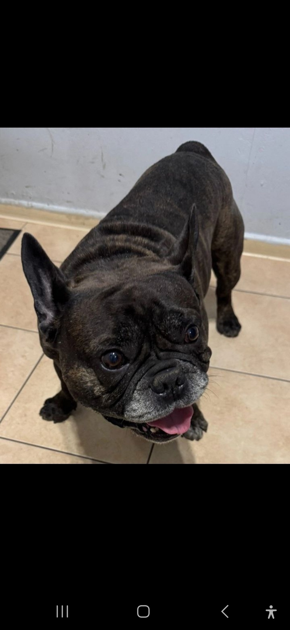 Найдена собака в Королёве — фото объявления