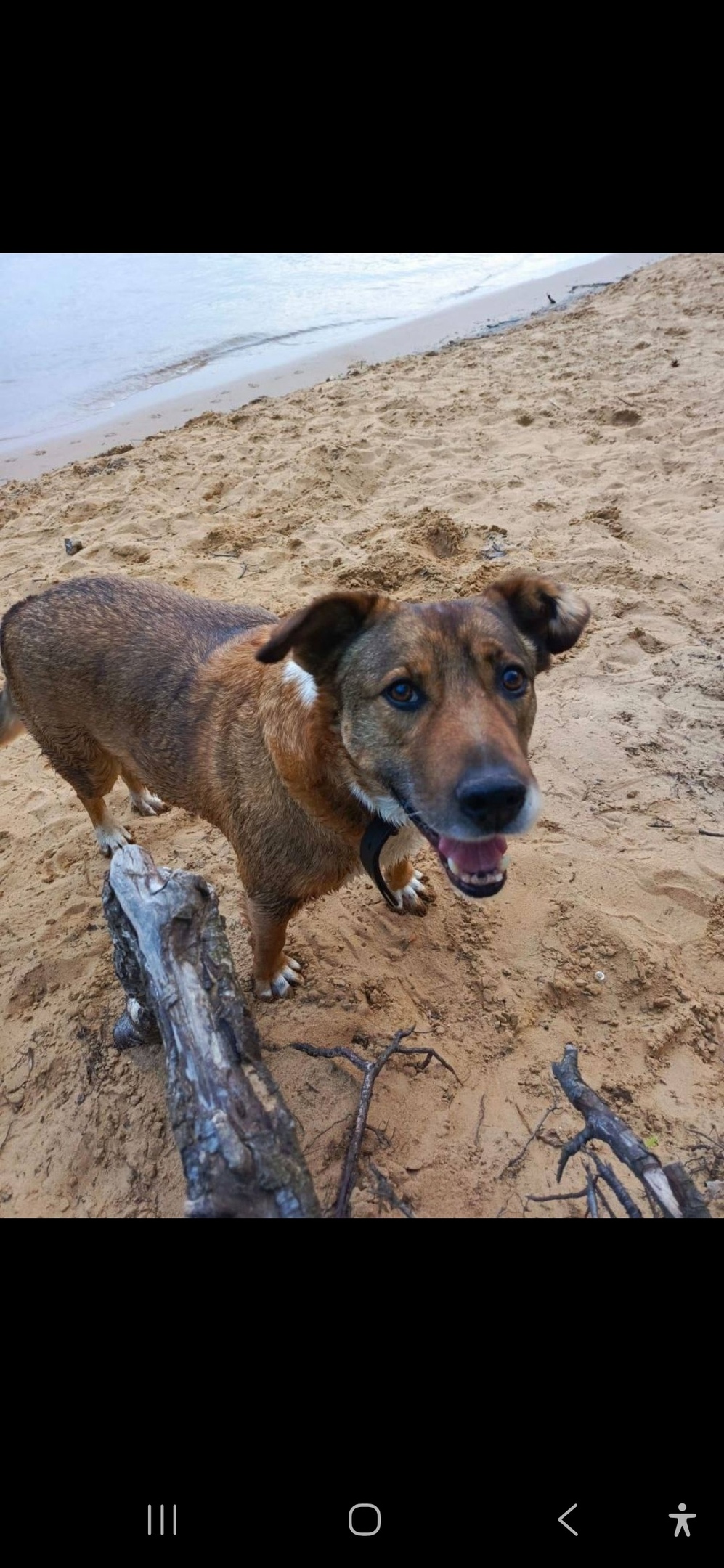 Найдена собака в Королёве — фото объявления