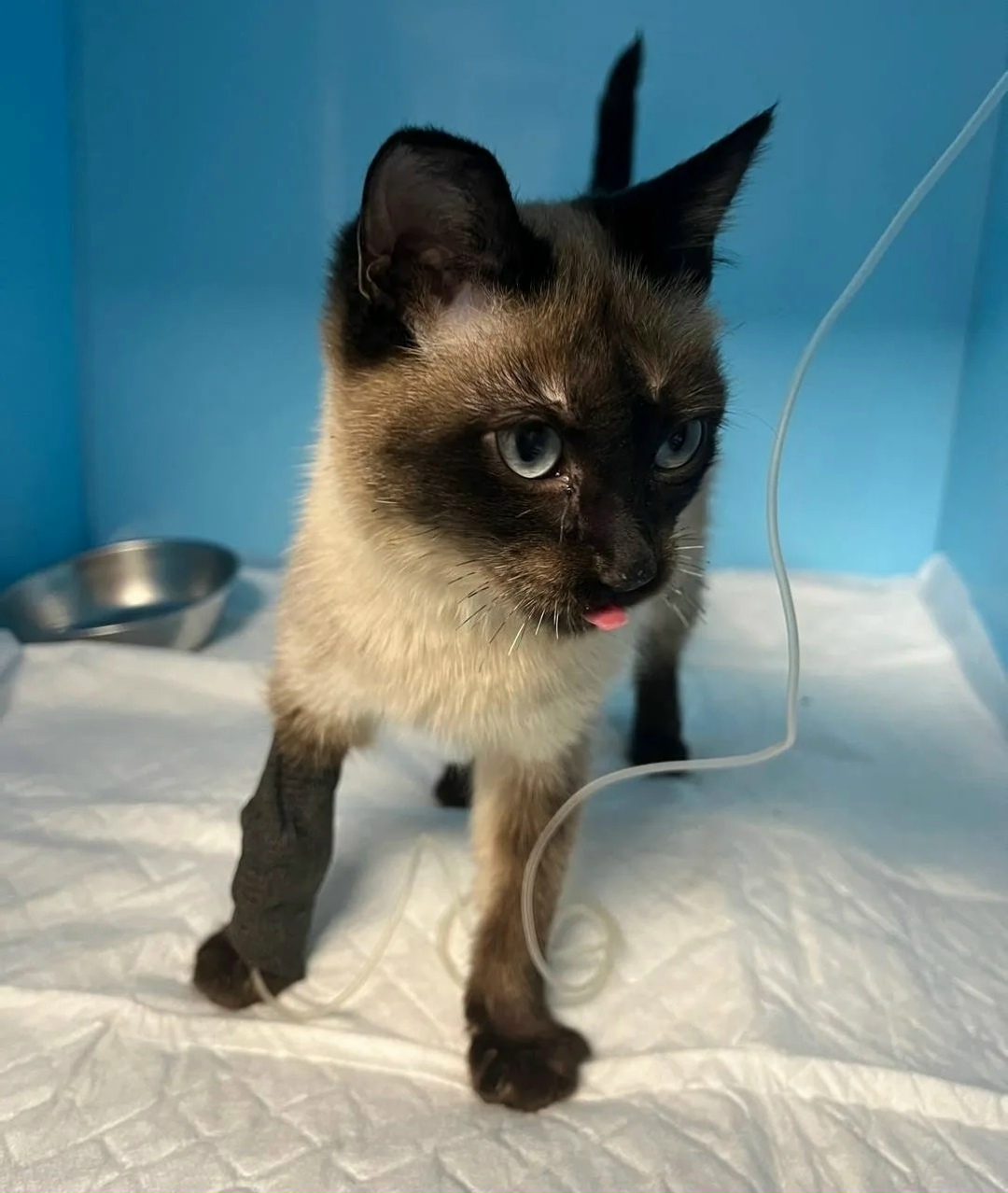 Найдена кошка в Королёве — фото объявления