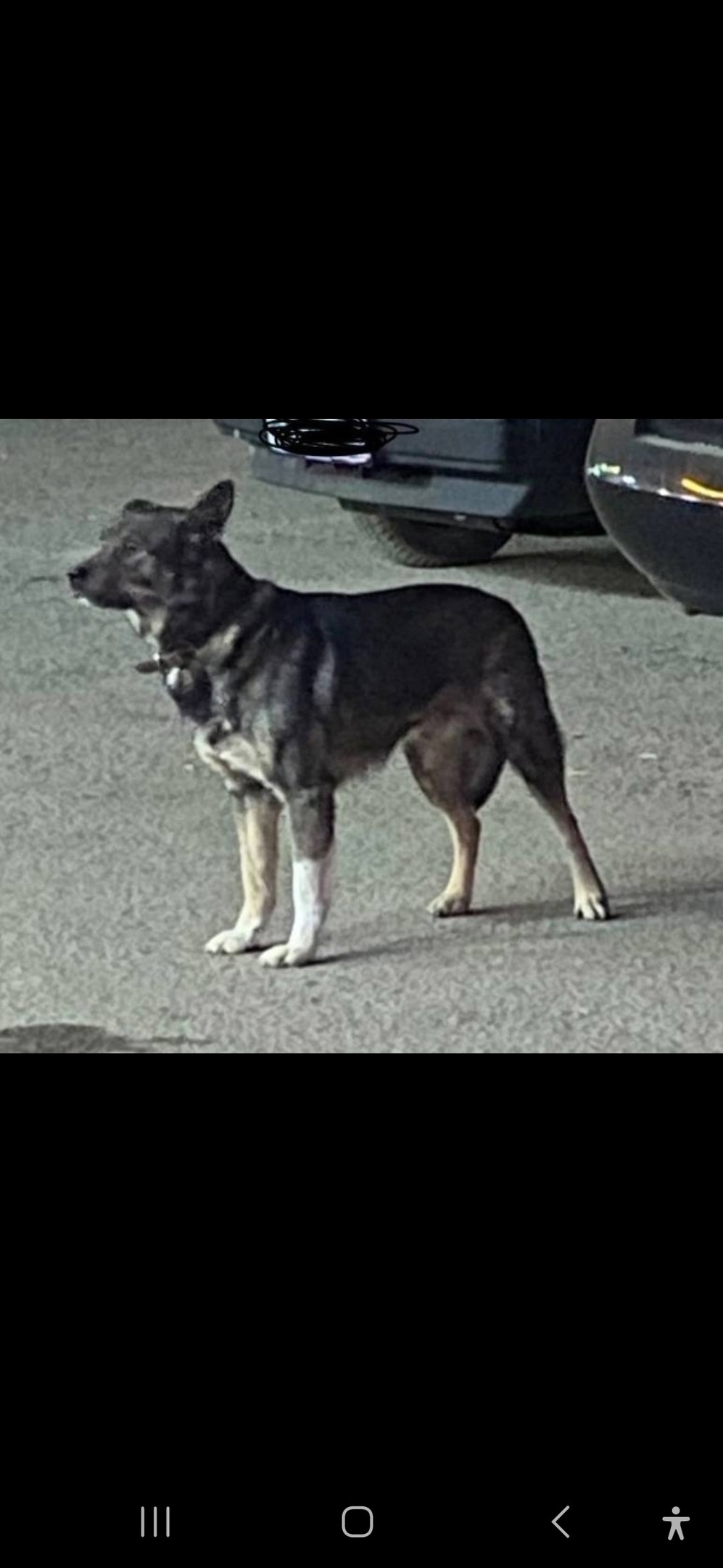 Пропала собака в Королёве — фото объявления