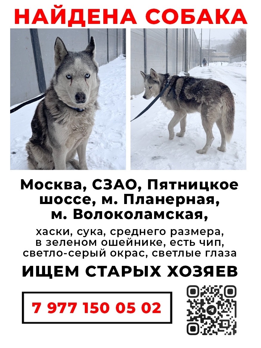 Найдена собака в Королёве — фото объявления