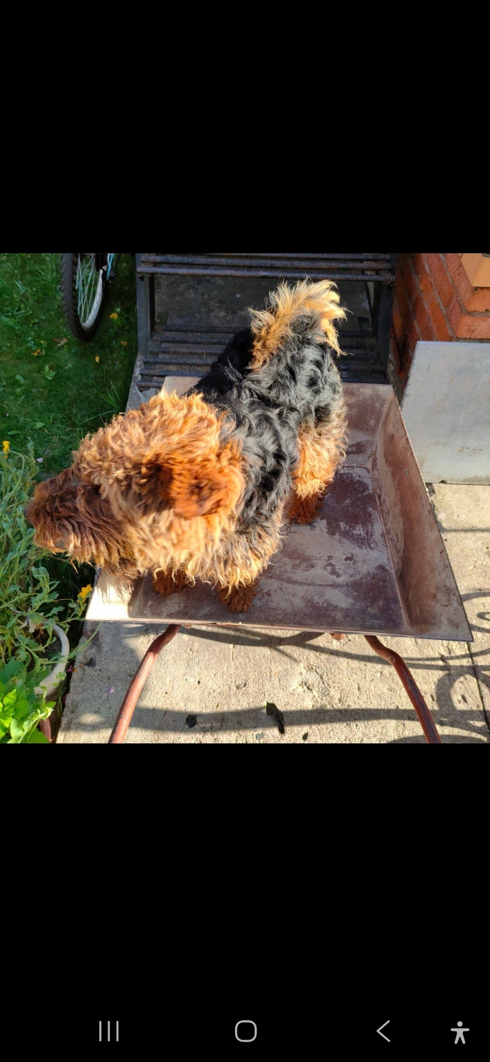 Пропала собака в Королёве — фото объявления