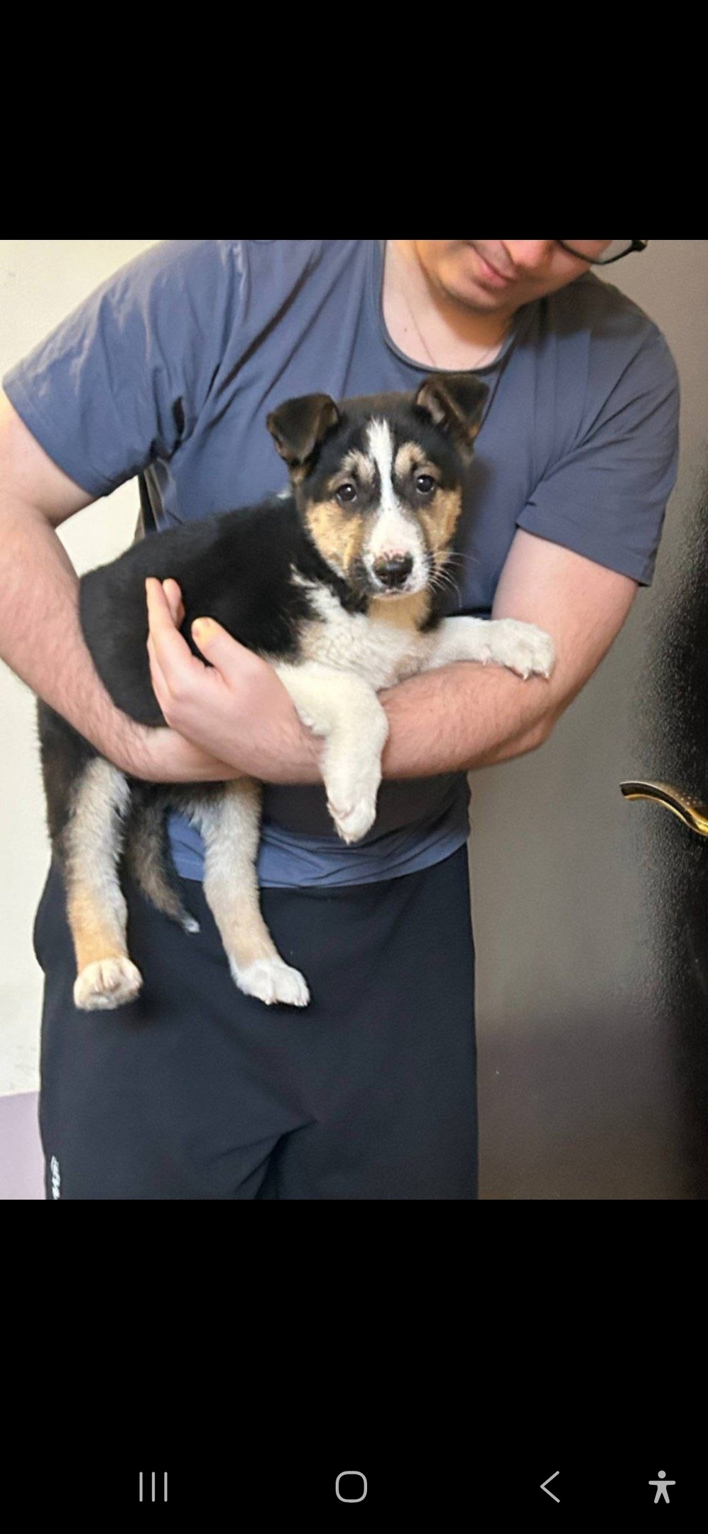 Найдена собака в Королёве — фото объявления