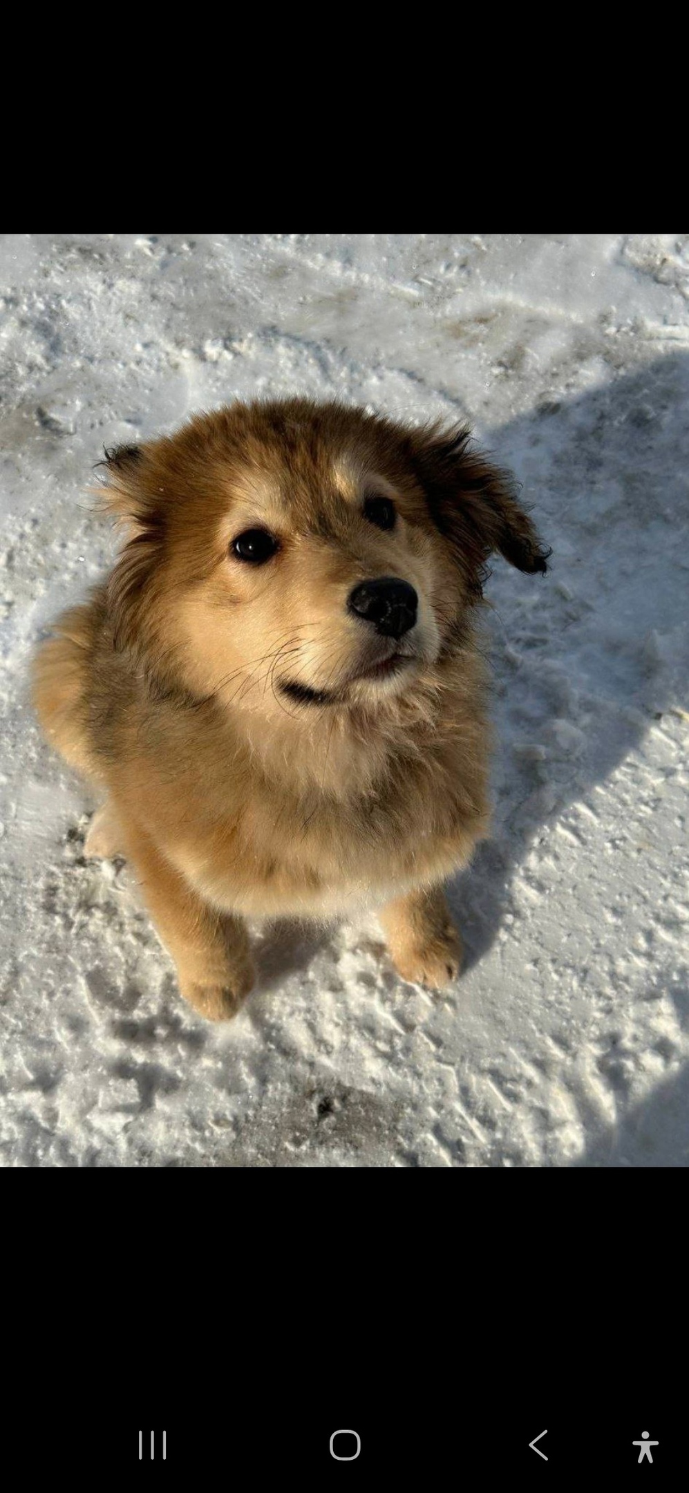 Пропала собака в Королёве — фото объявления