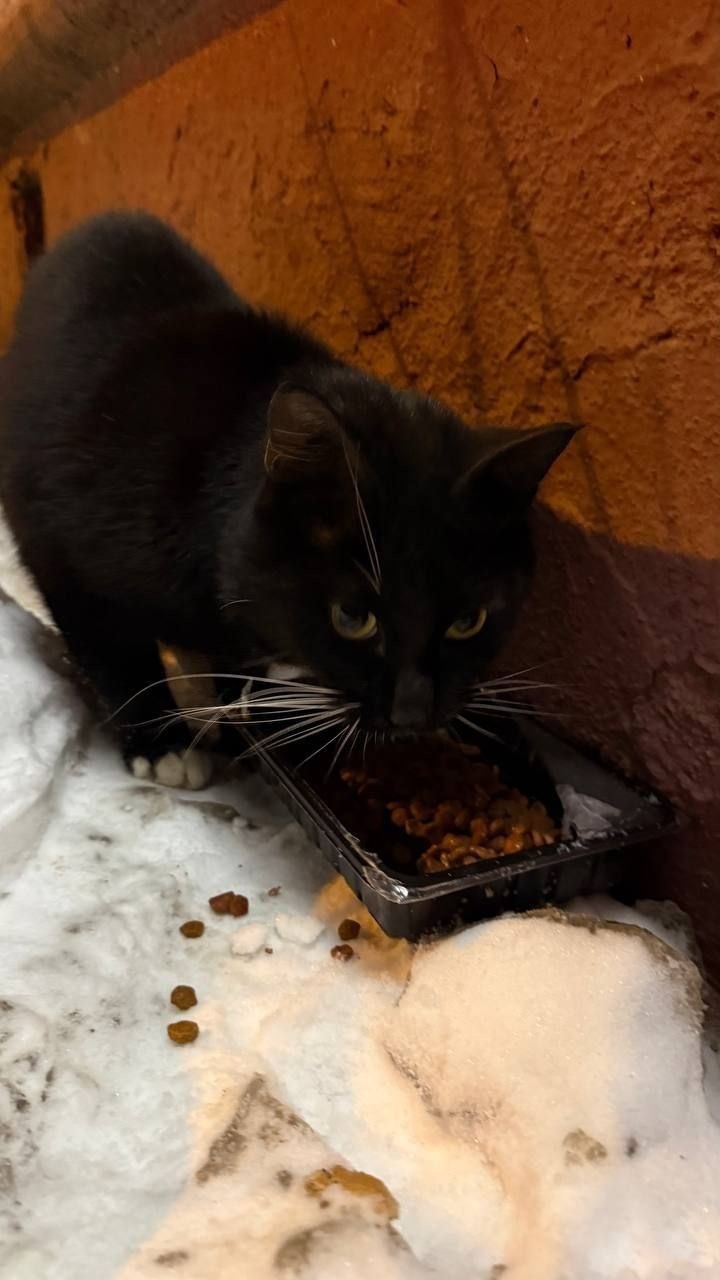 Найдена кошка в Королёве — фото объявления