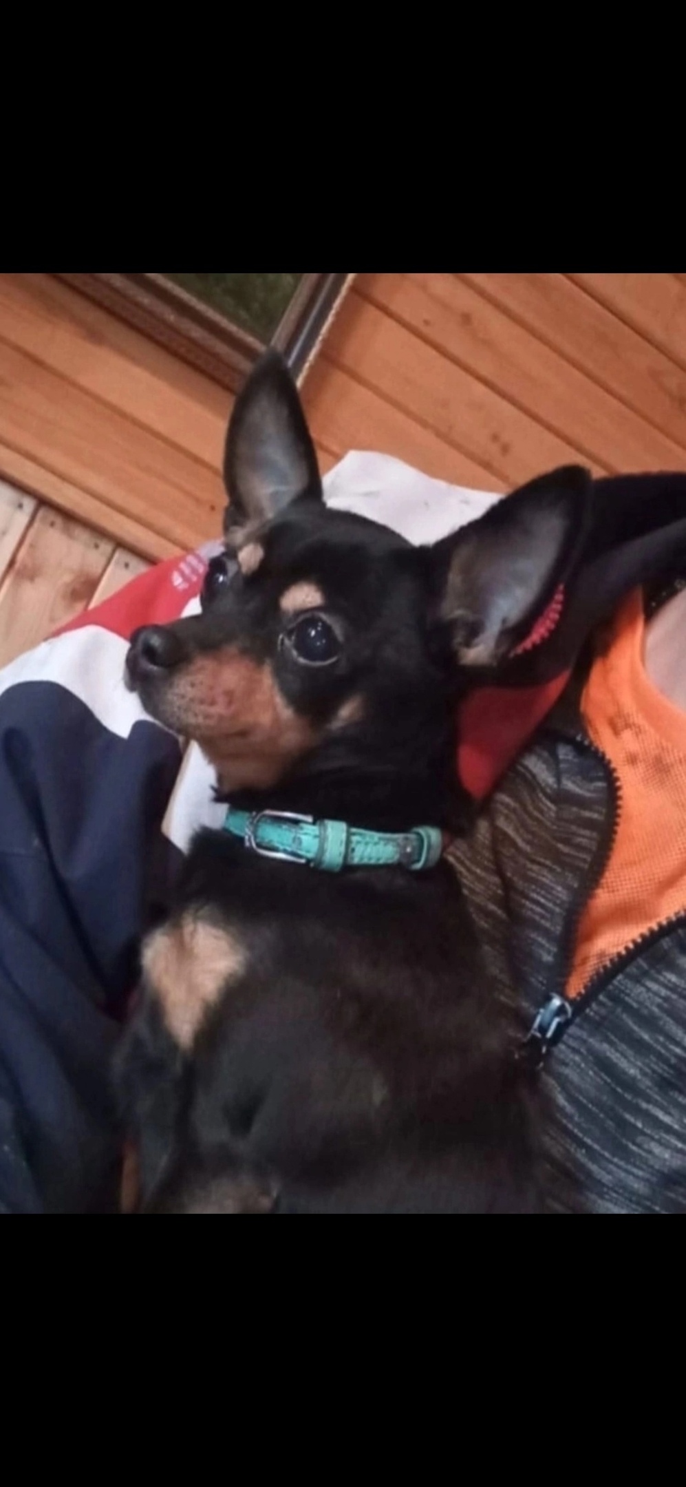 Найдена собака в Королёве — фото объявления