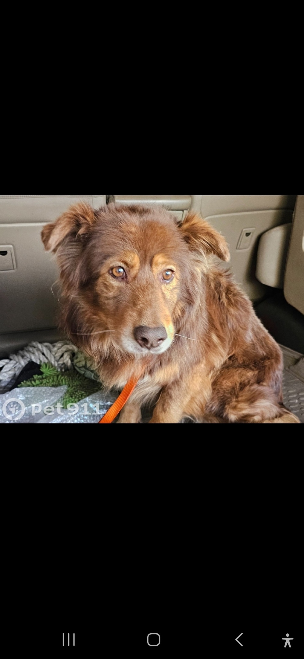 Пропала собака в Королёве — фото объявления