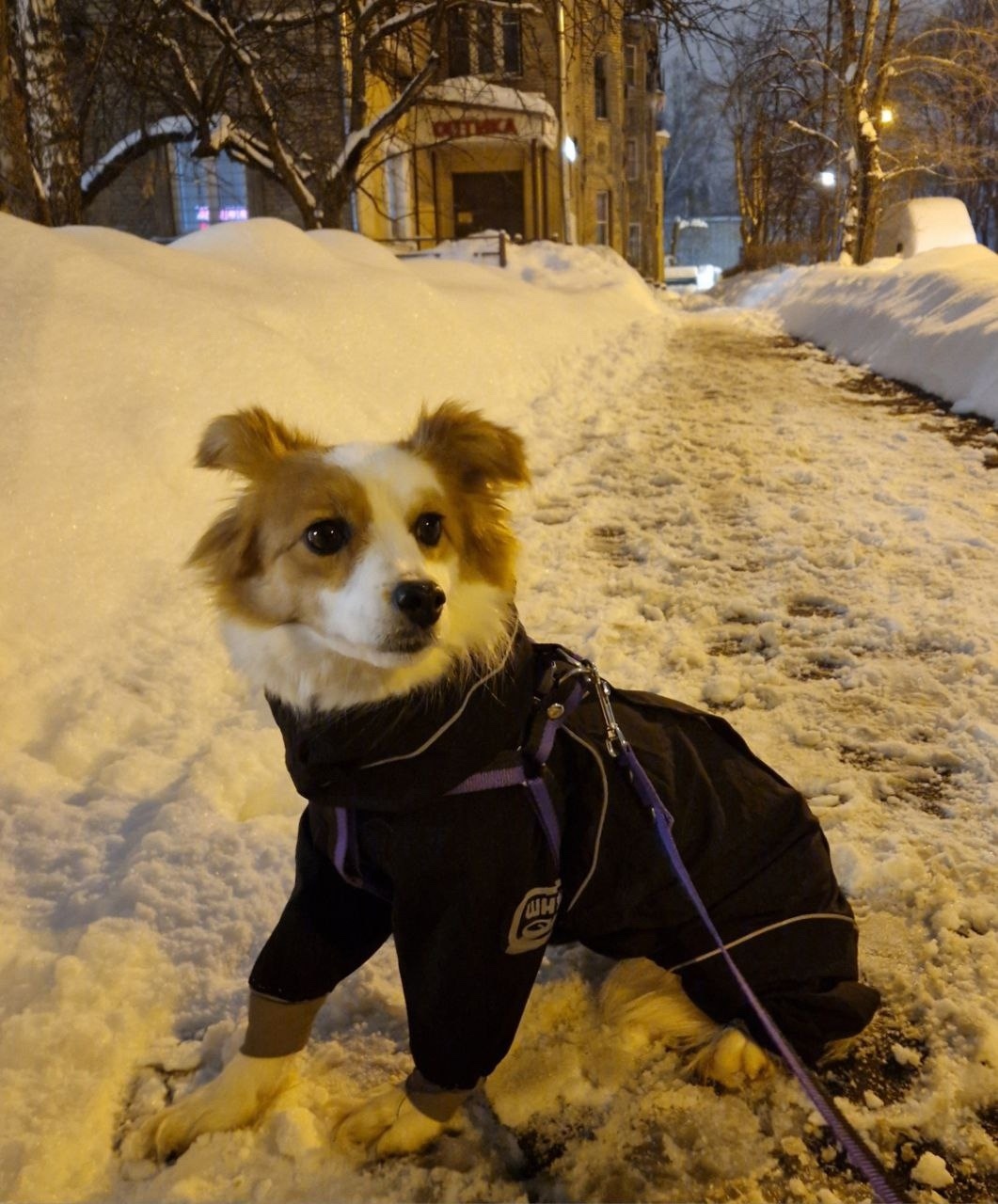 Пропала собака в Королёве — фото объявления