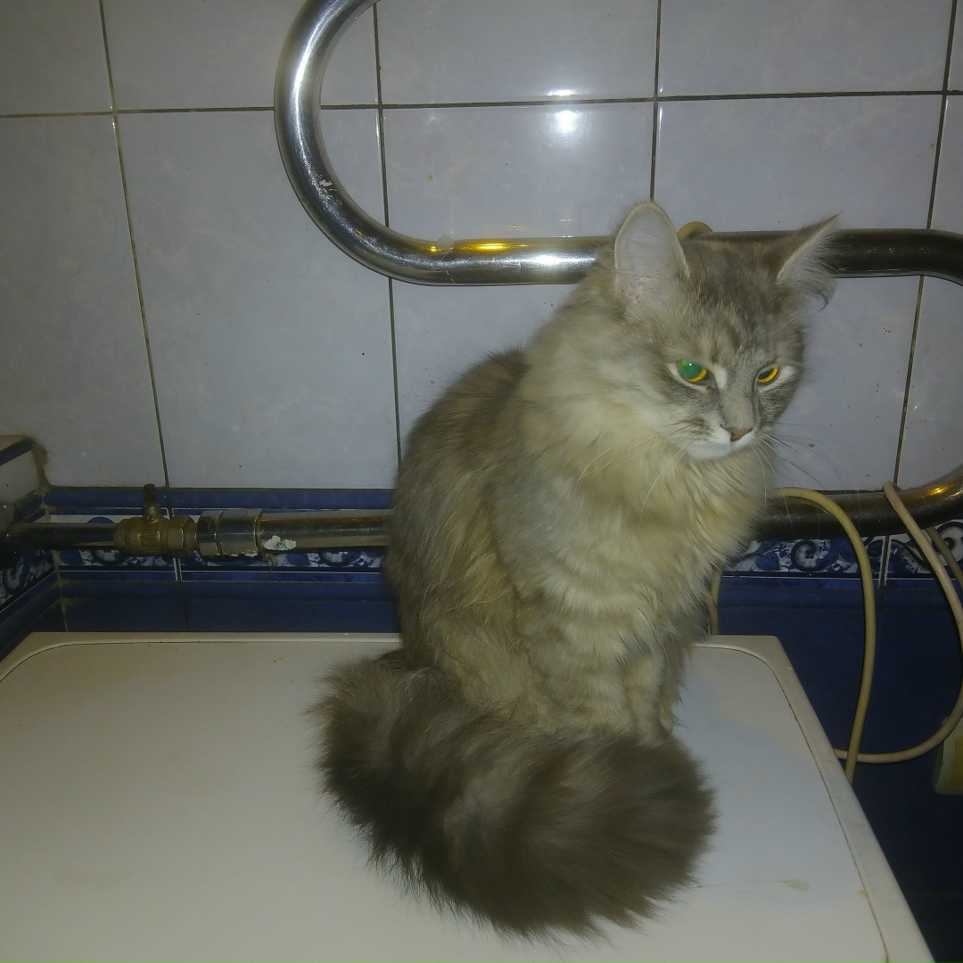 Найдена кошка в Королёве — фото объявления