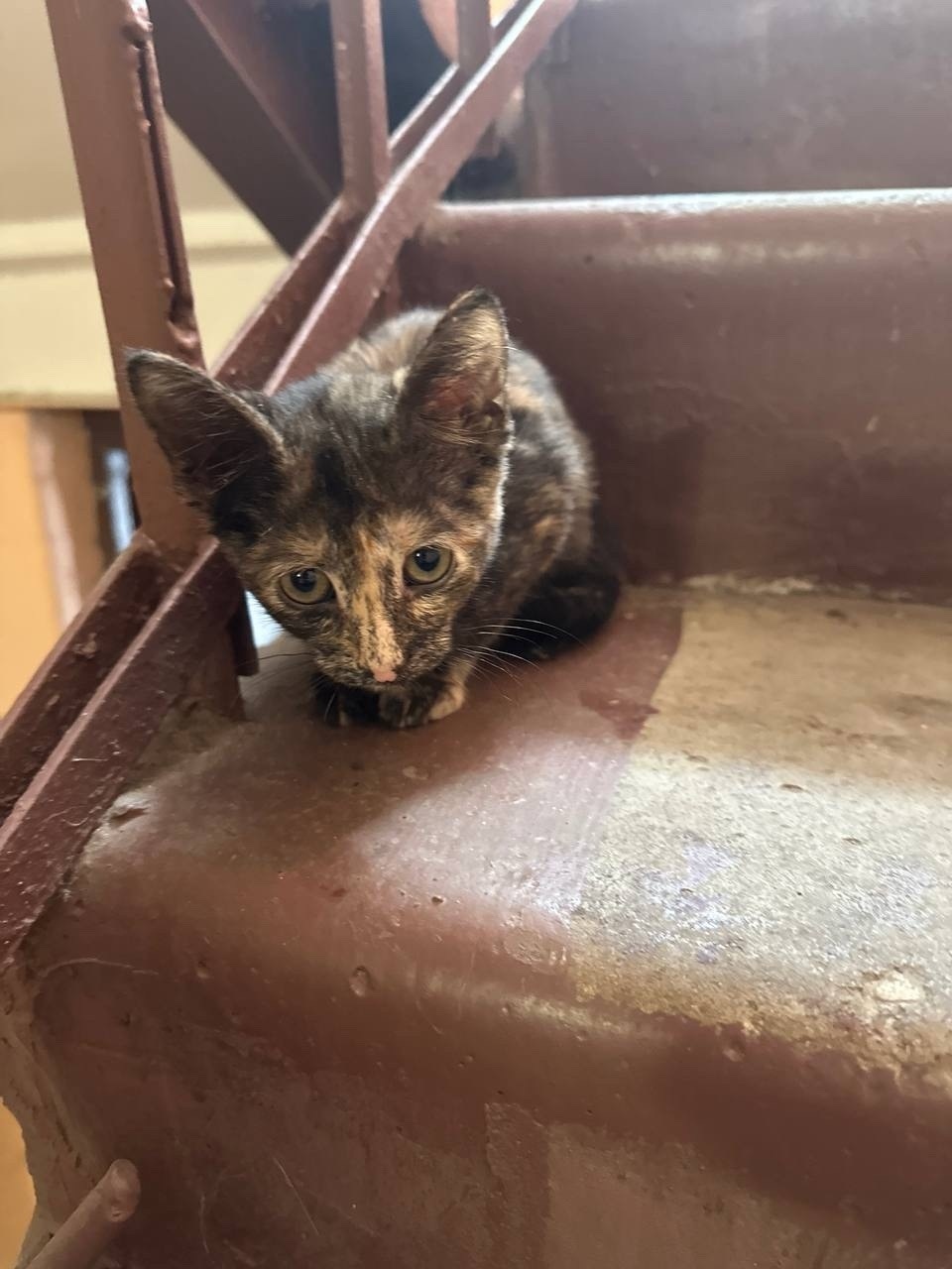 Найдена кошка в Королёве — фото объявления