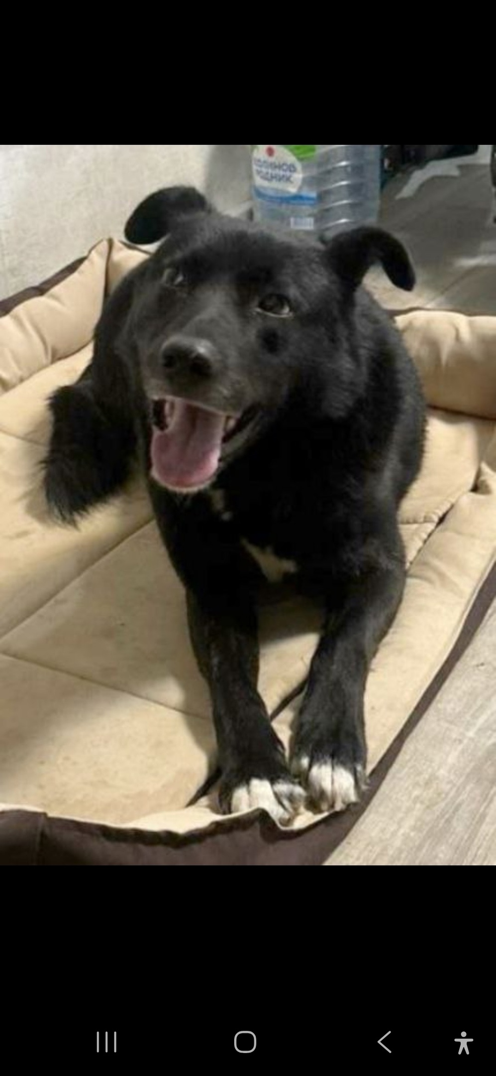 Найдена собака в Королёве — фото объявления