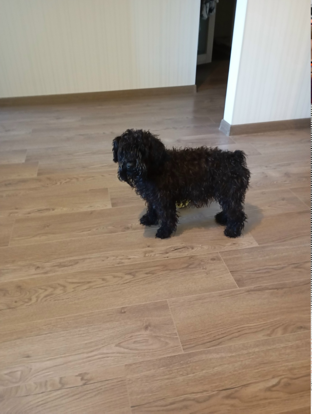 Найдена собака в Королёве — фото объявления