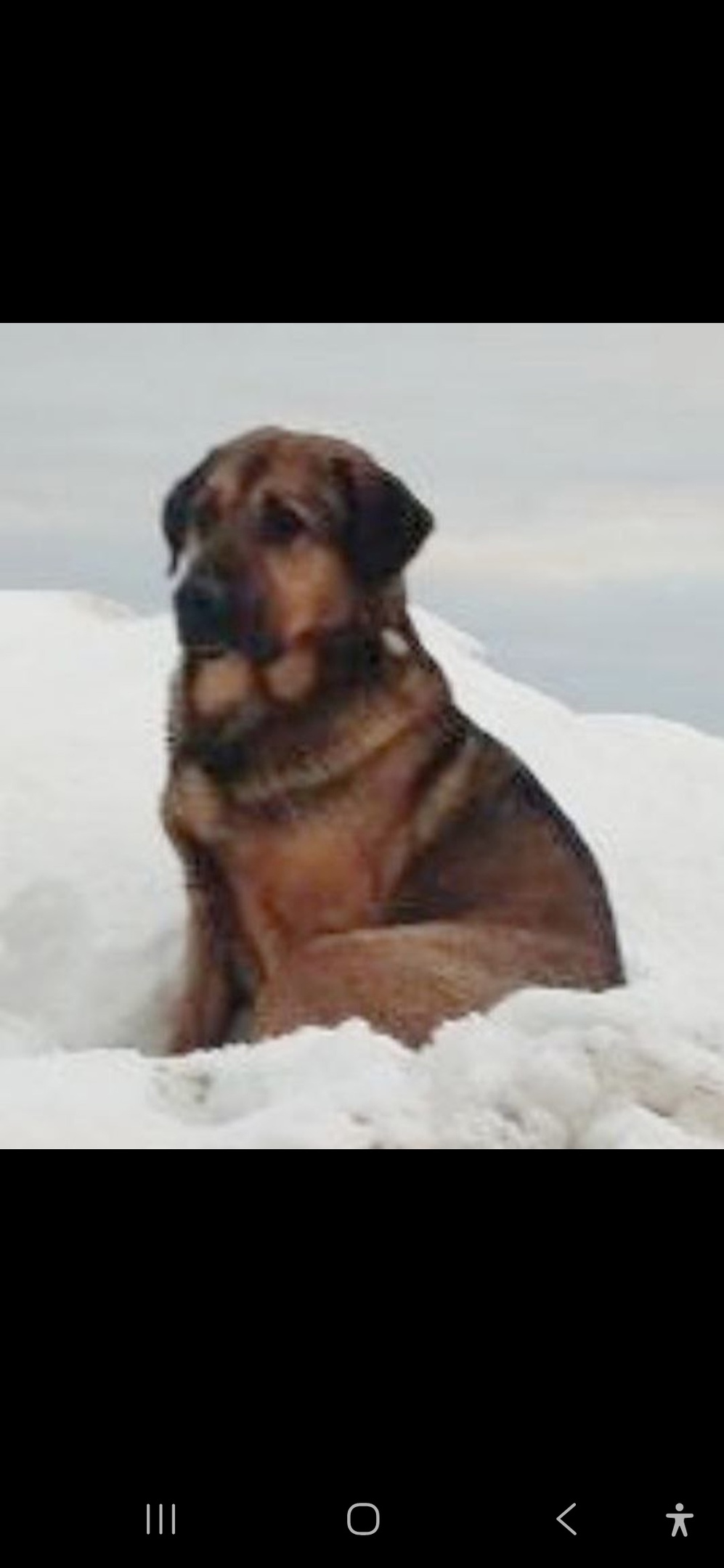 Найдена собака в Королёве — фото объявления