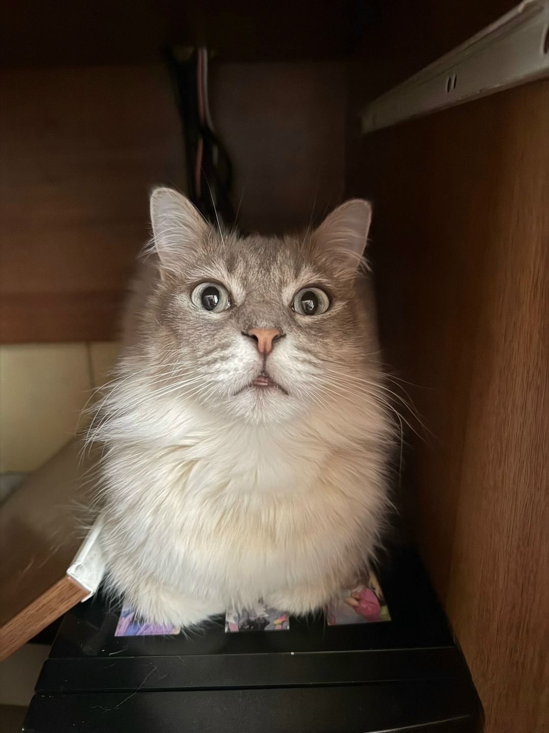 Пропала кошка в Королёве — фото объявления