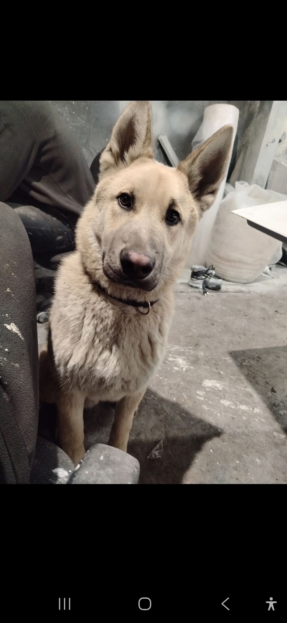 Пропала собака в Королёве — фото объявления