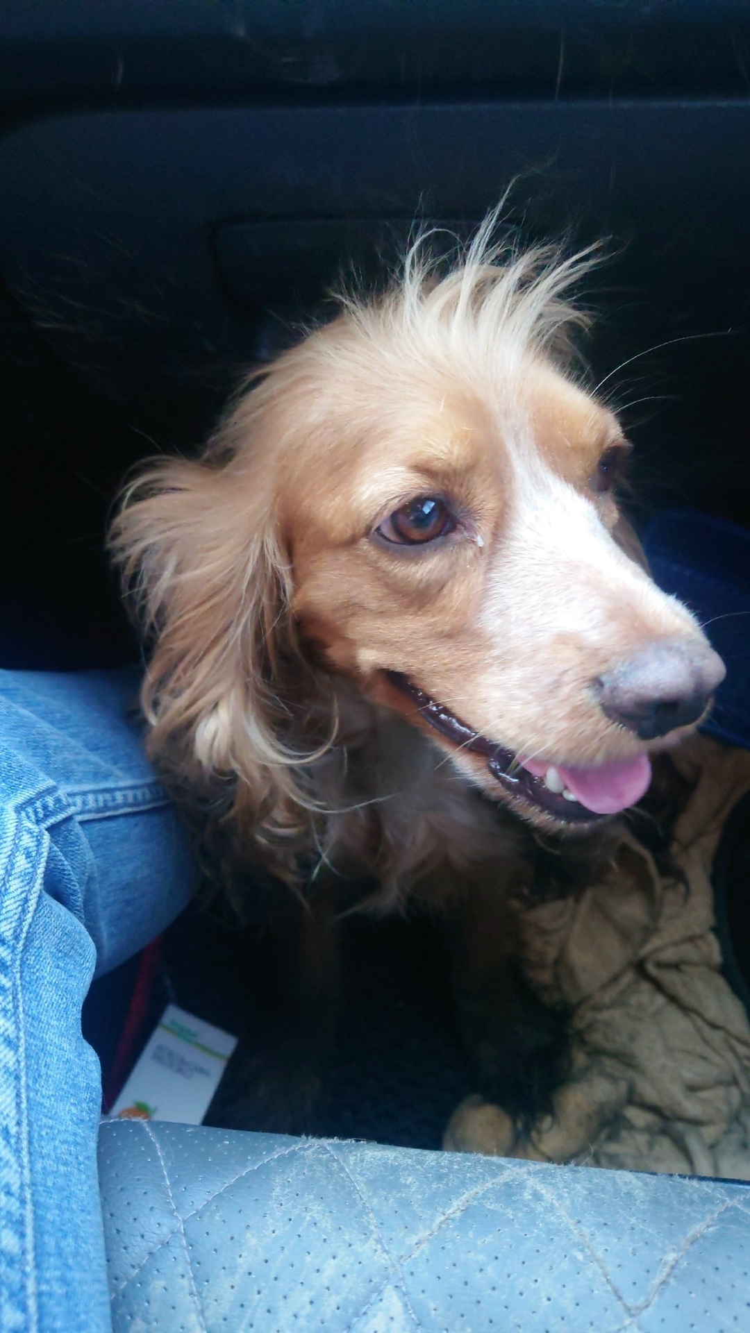 Найдена собака в Королёве — фото объявления