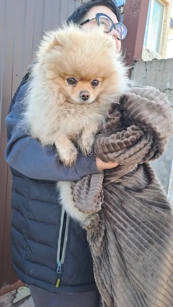 Найдена собака в Королёве — фото объявления