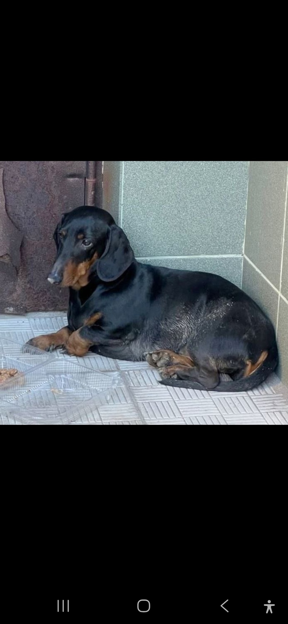 Найдена собака в Королёве — фото объявления