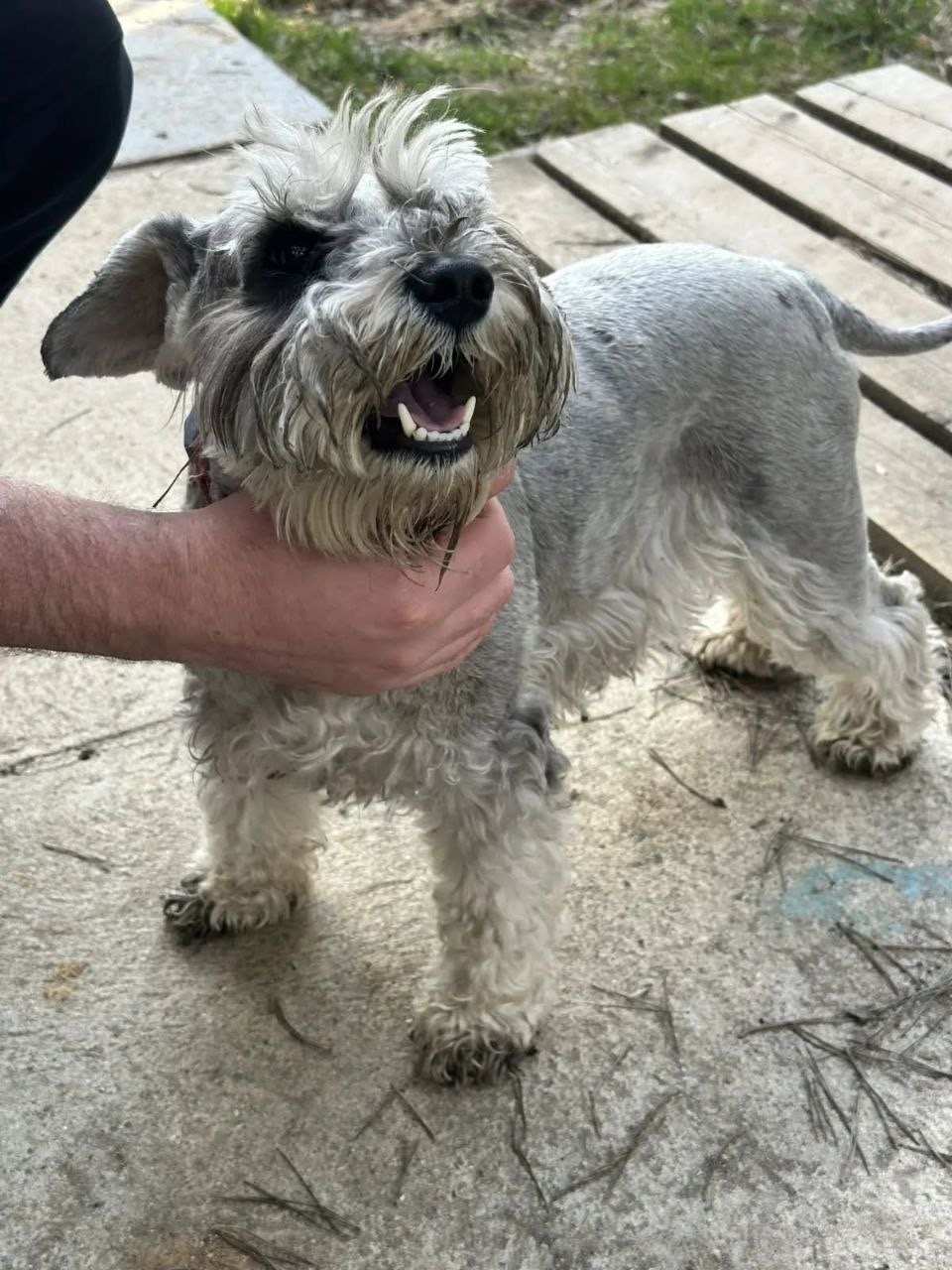 Найдена собака в Королёве — фото объявления