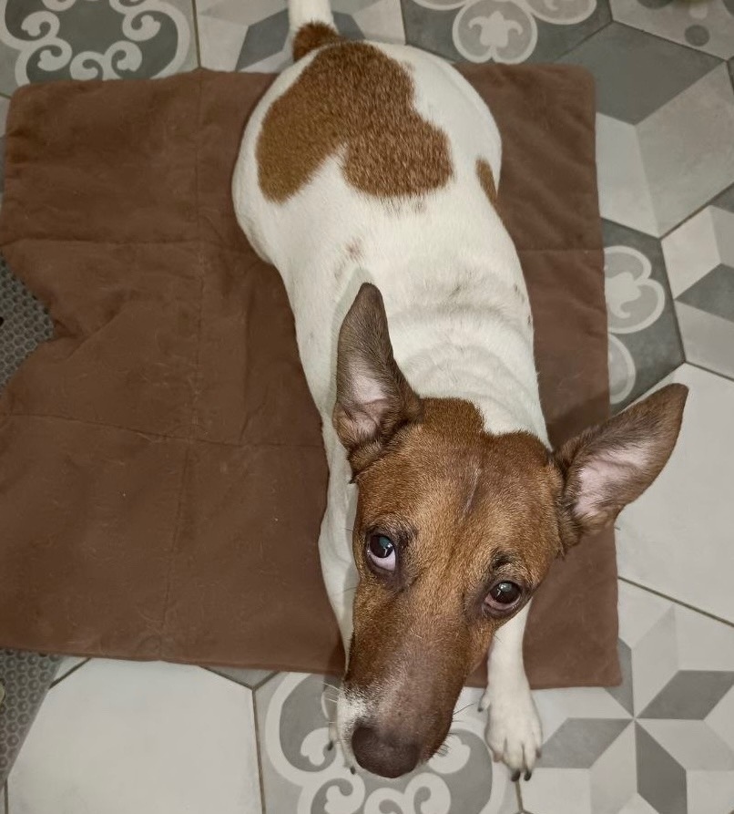 Пропала собака в Королёве — фото объявления