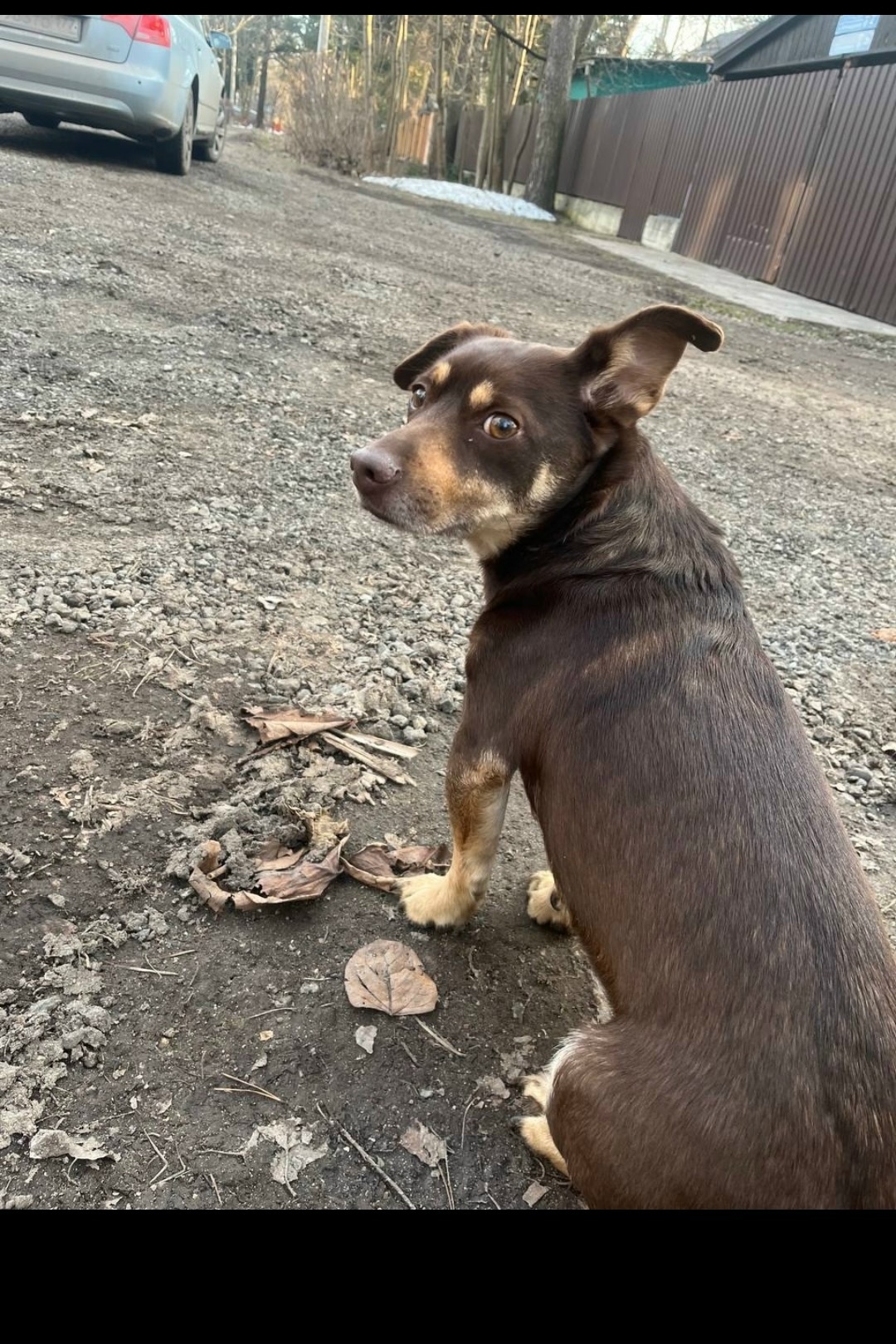 Найдена собака в Королёве — фото объявления