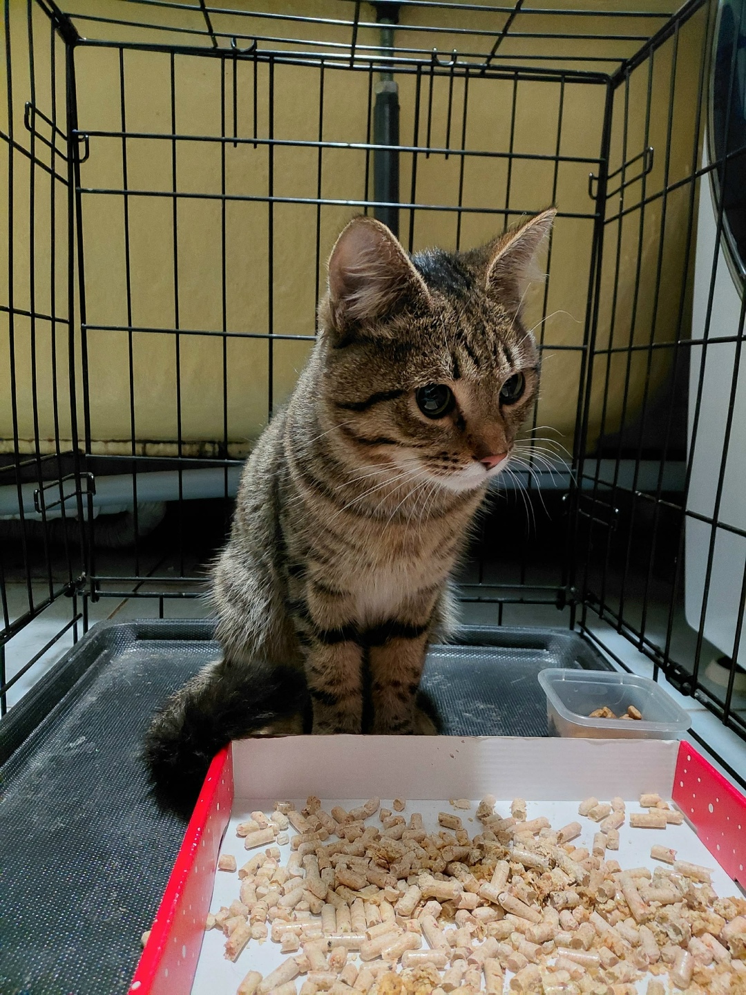 Найдена кошка в Королёве — фото объявления