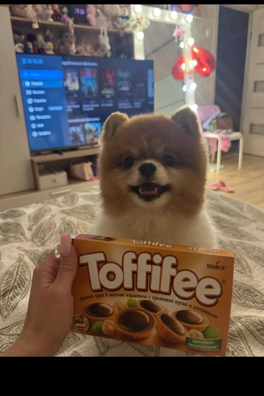 Пропала собака в Королёве — фото объявления