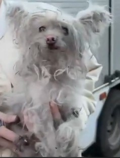 Найдена собака в Королёве — фото объявления