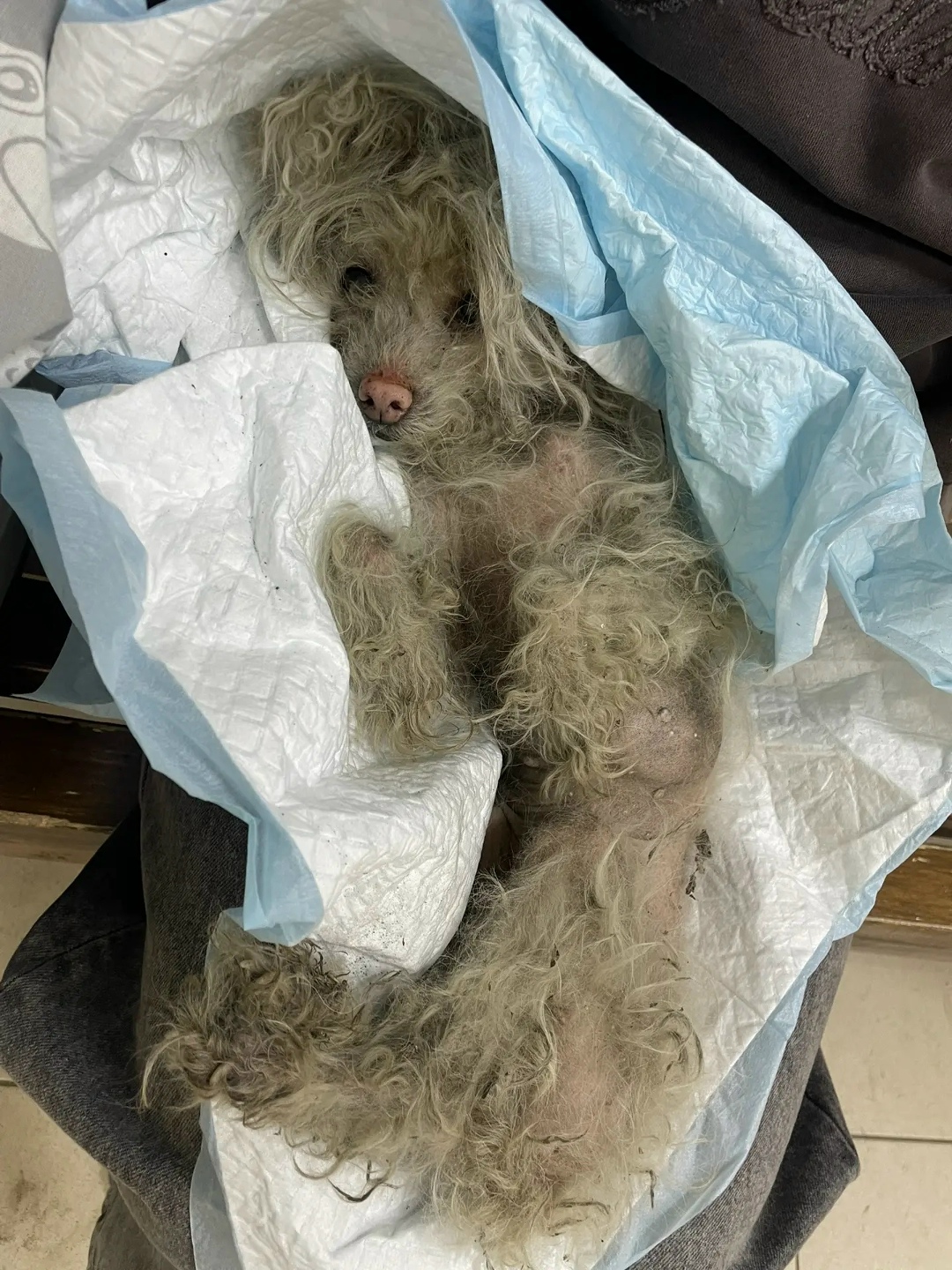 Найдена собака в Королёве — фото объявления