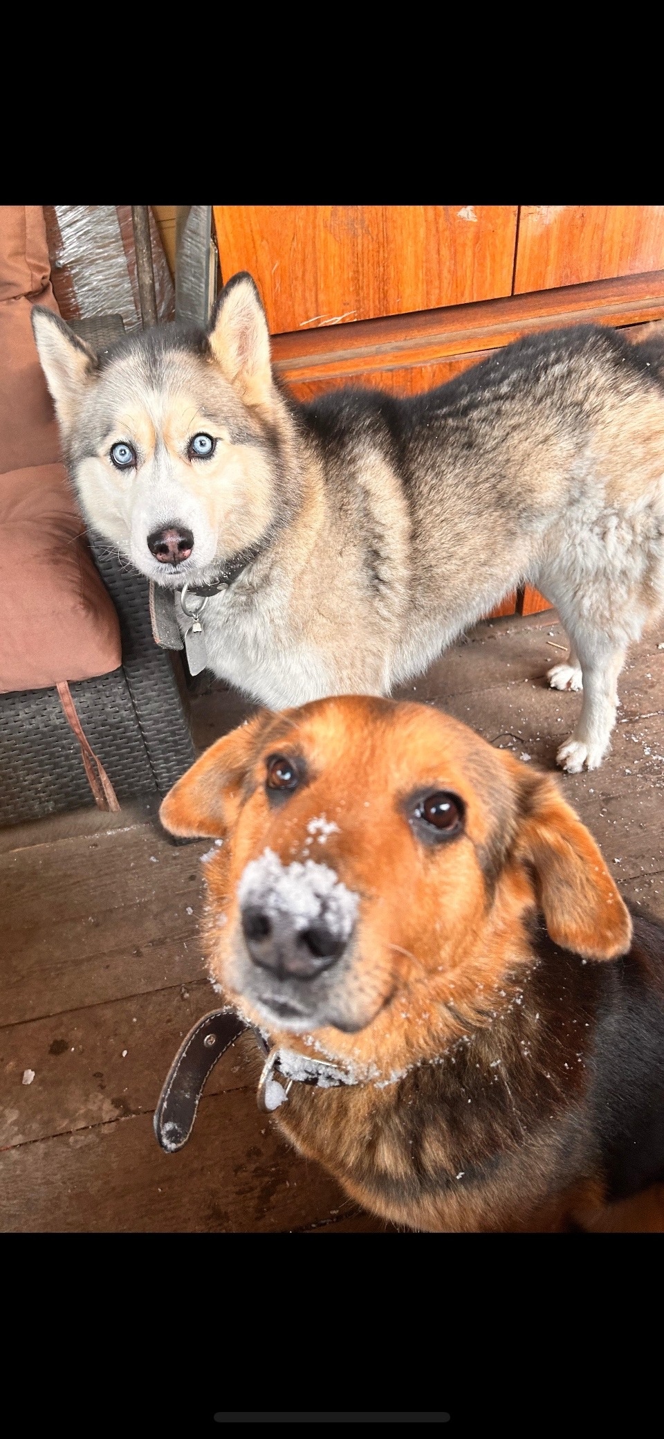 Пропала собака в Королёве — фото объявления
