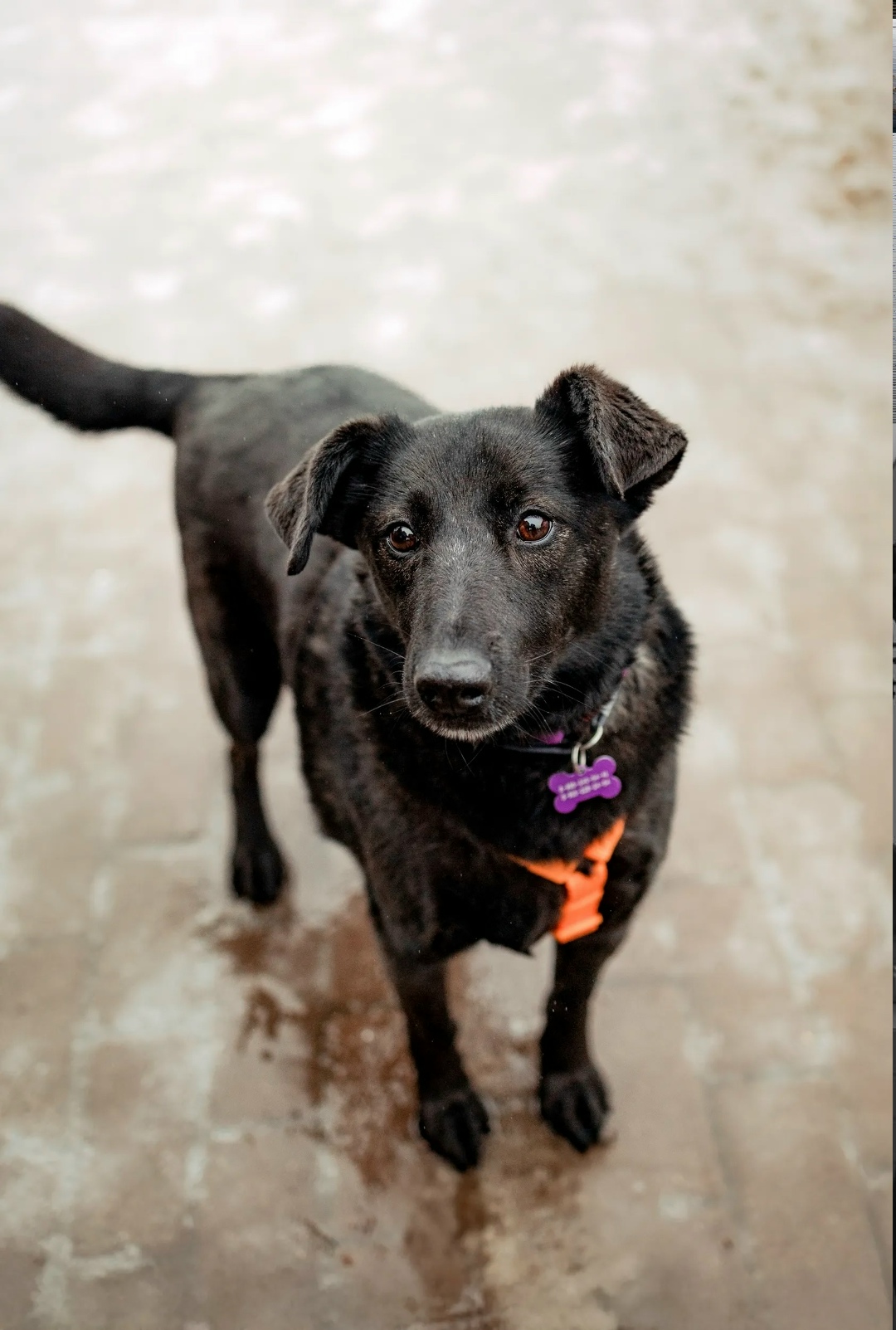 Найдена собака в Королёве — фото объявления