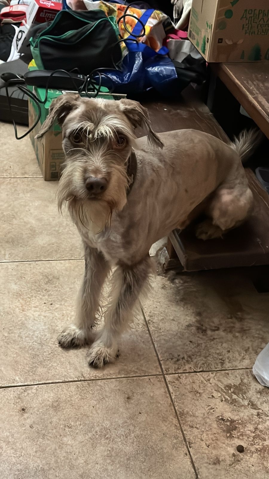 Пропала собака в Королёве — фото объявления