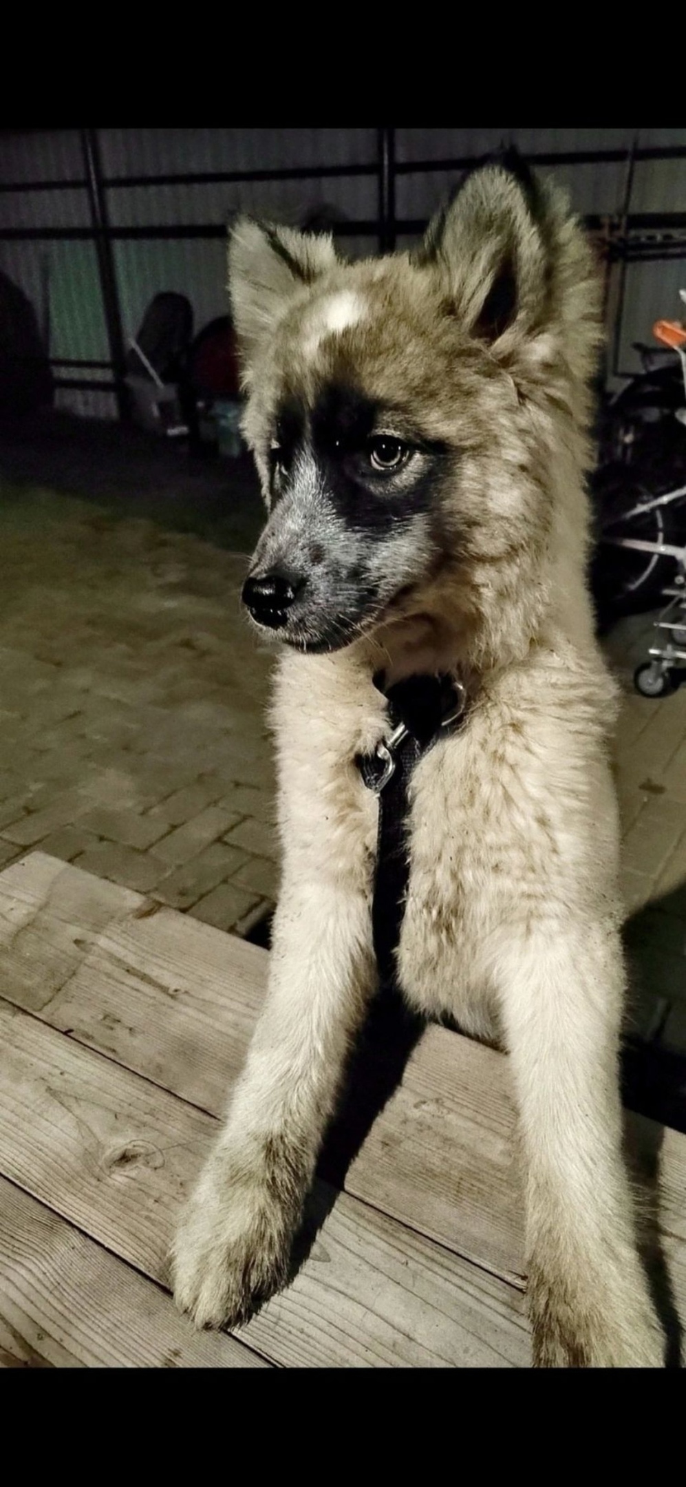 Найдена собака в Королёве — фото объявления