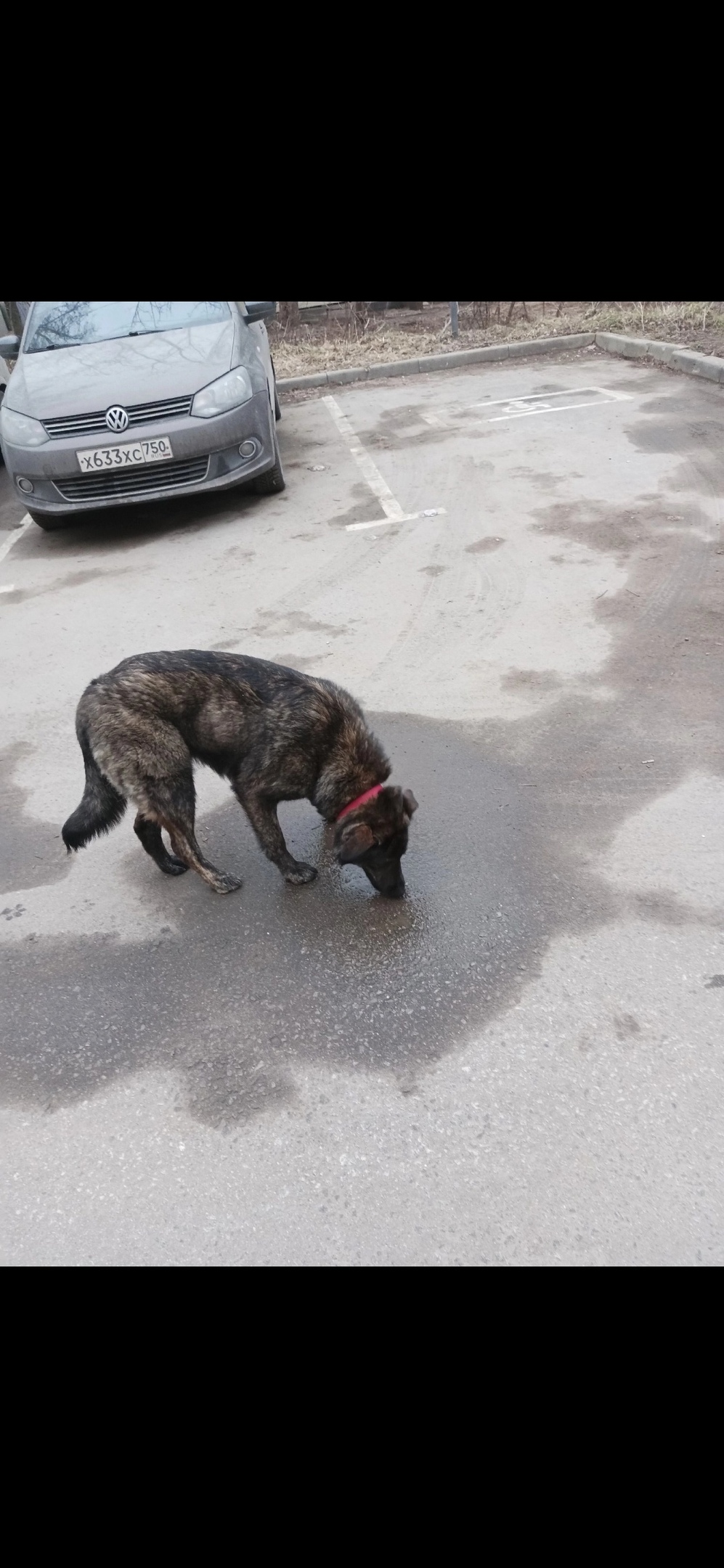 Пропала собака в Королёве — фото объявления