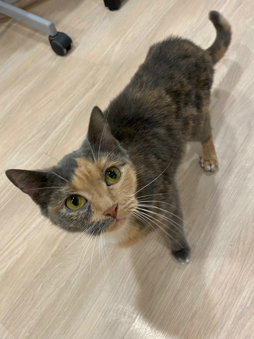 Найдена кошка в Королёве — фото объявления