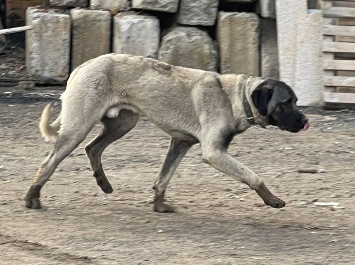 Пропала собака в Королёве — фото объявления