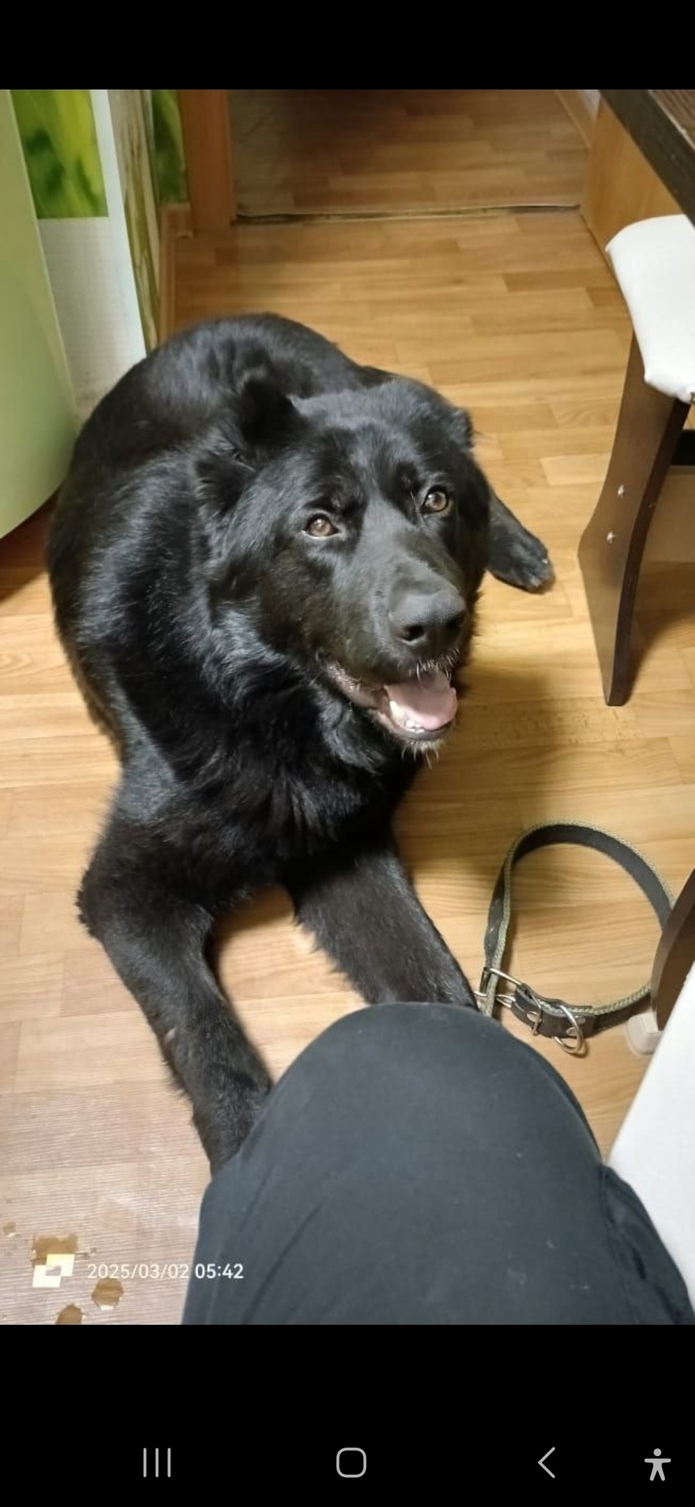 Найдена собака в Королёве — фото объявления