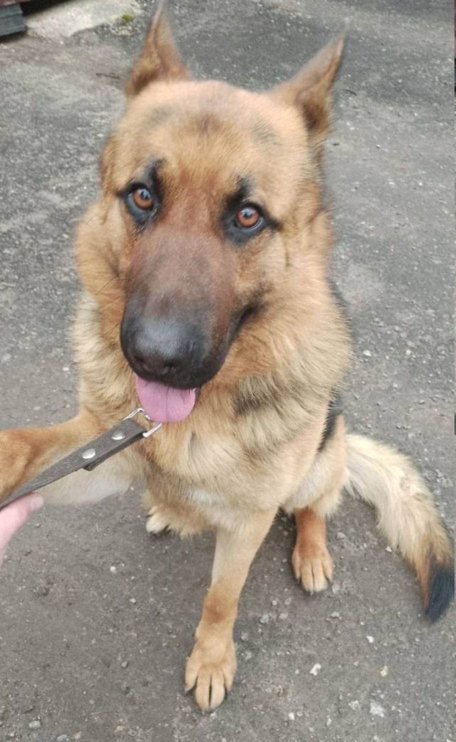 Найдена собака в Королёве — фото объявления