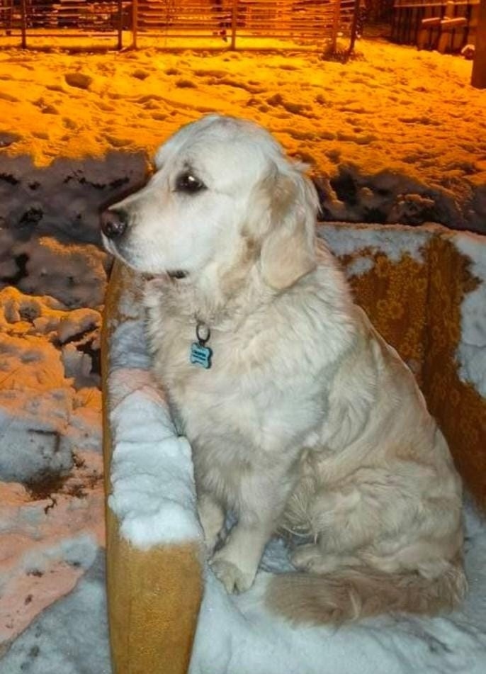 Пропала собака в Королёве — фото объявления