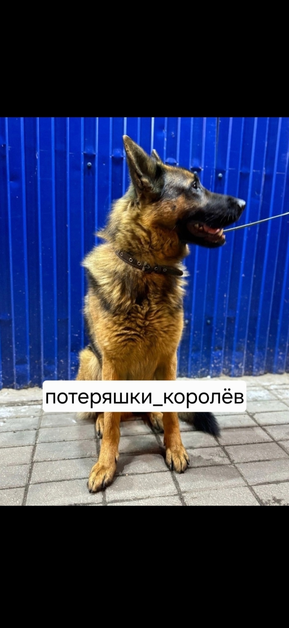 Найдена собака в Королёве — фото объявления