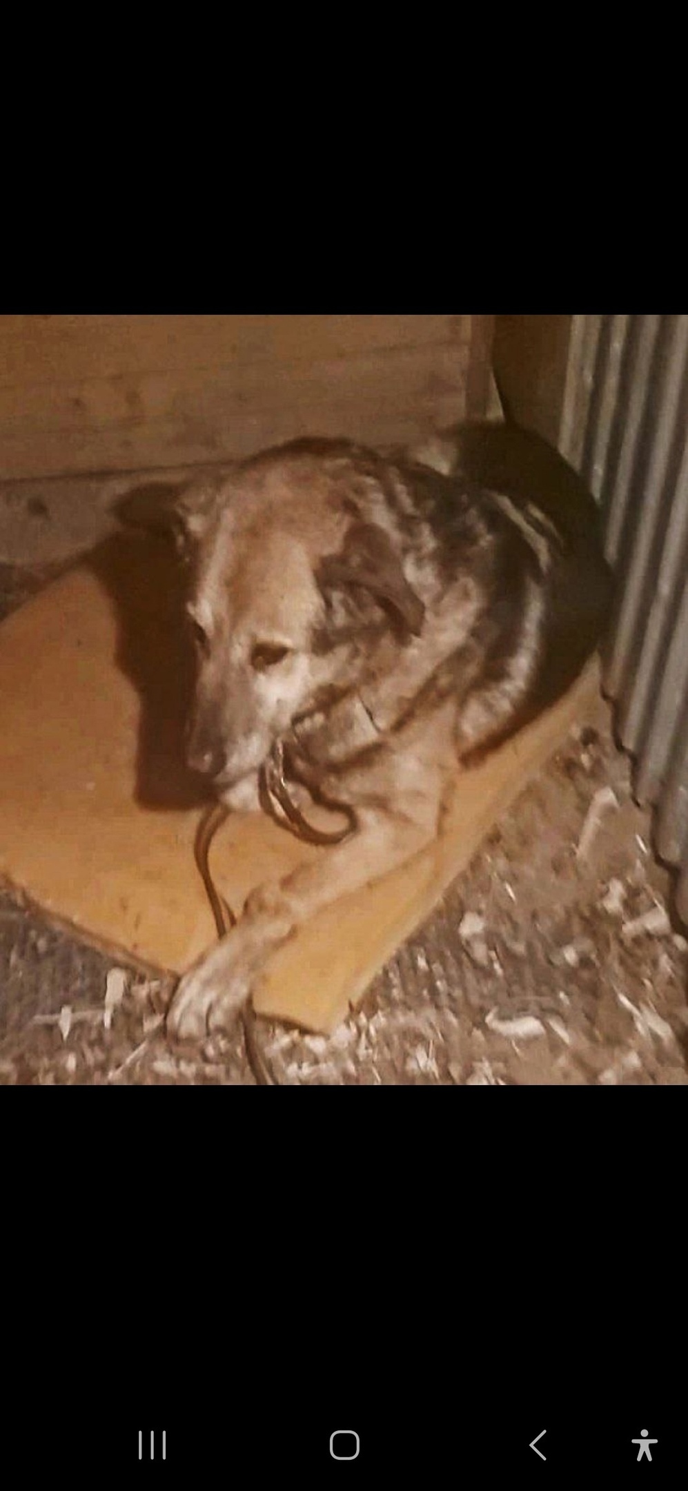 Пропала собака в Королёве — фото объявления