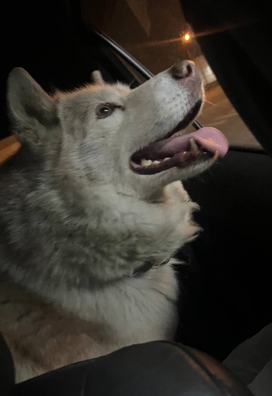 Найдена собака в Королёве — фото объявления