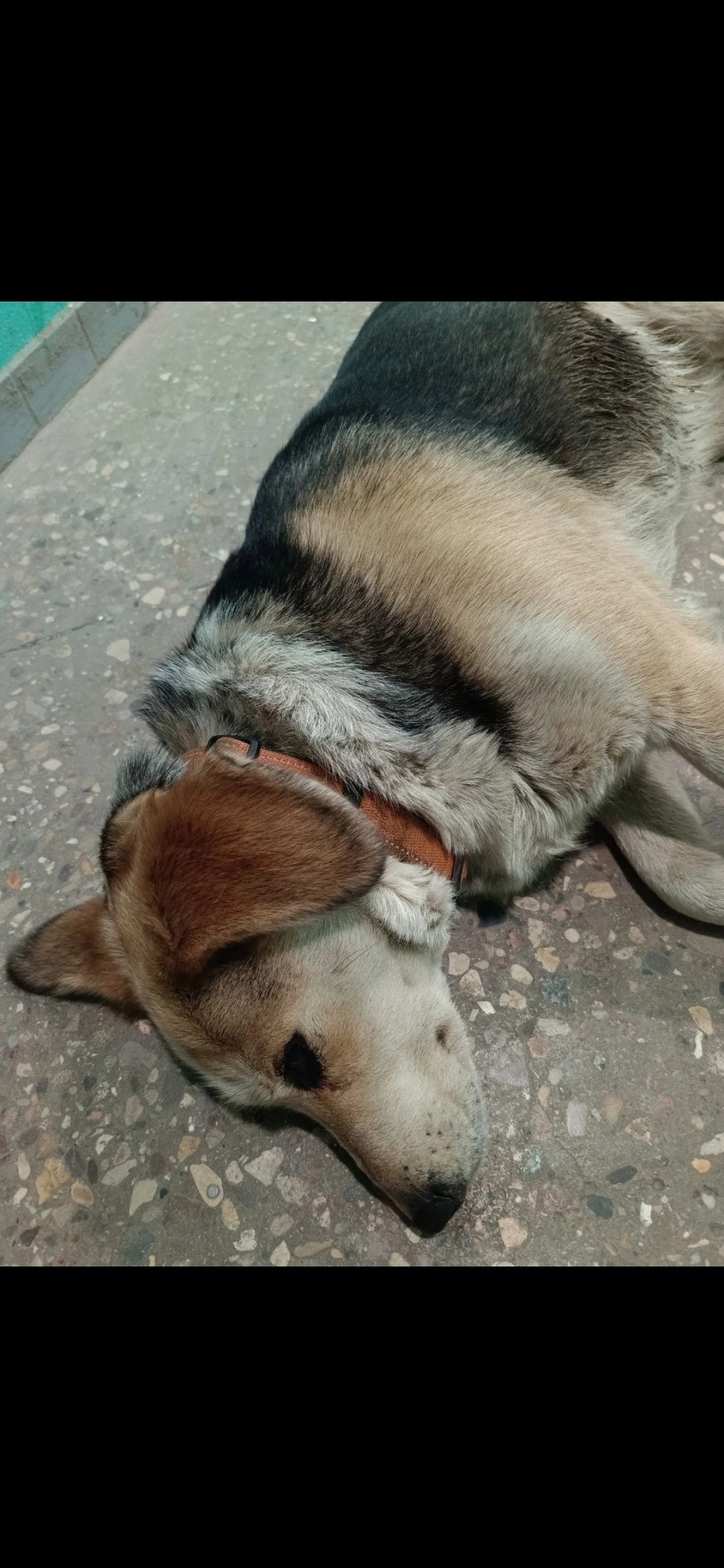 Найдена собака в Королёве — фото объявления