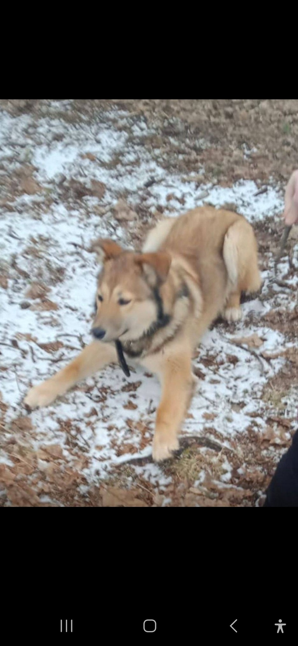 Найдена собака в Королёве — фото объявления